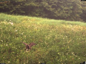 Red Tailed Hawk Catching a Meadow Vole