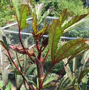 Purple Okra - showing a pickable pod, developing blossoms, and a blossom separating from a new pod