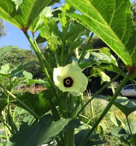 Okra Blossom - showing pickable pods, an open blossom and developing blossoms. This is a very vigorous plant.