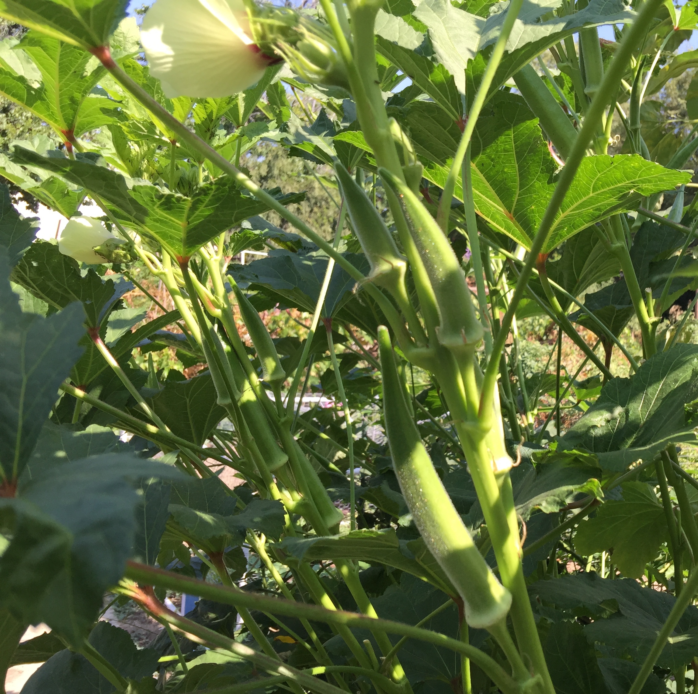 Okra Pods - showing an over mature pod, a perfect pod to pick and a pod that needs another day to mature
