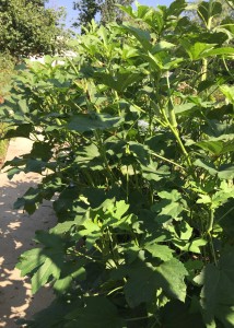 Okra Planted in a Group vs. a Row