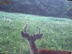 Antler Growth by August 21st