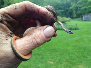 Northern Red Belly Snake