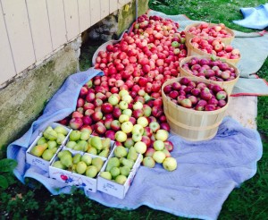 Three Apple Varieties and Pears to Make the Cider Blend