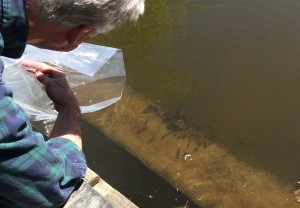 Fingerling Fish in Their New Home