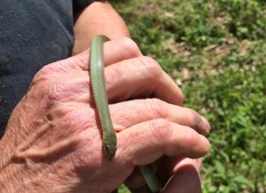 Eastern Smooth Green Snake