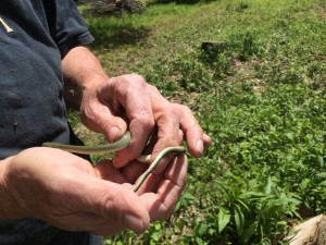 E. Smooth Green Snake Showing the Cloaca