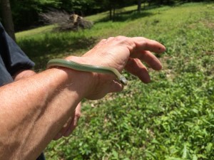 The Beautiful Green Snake