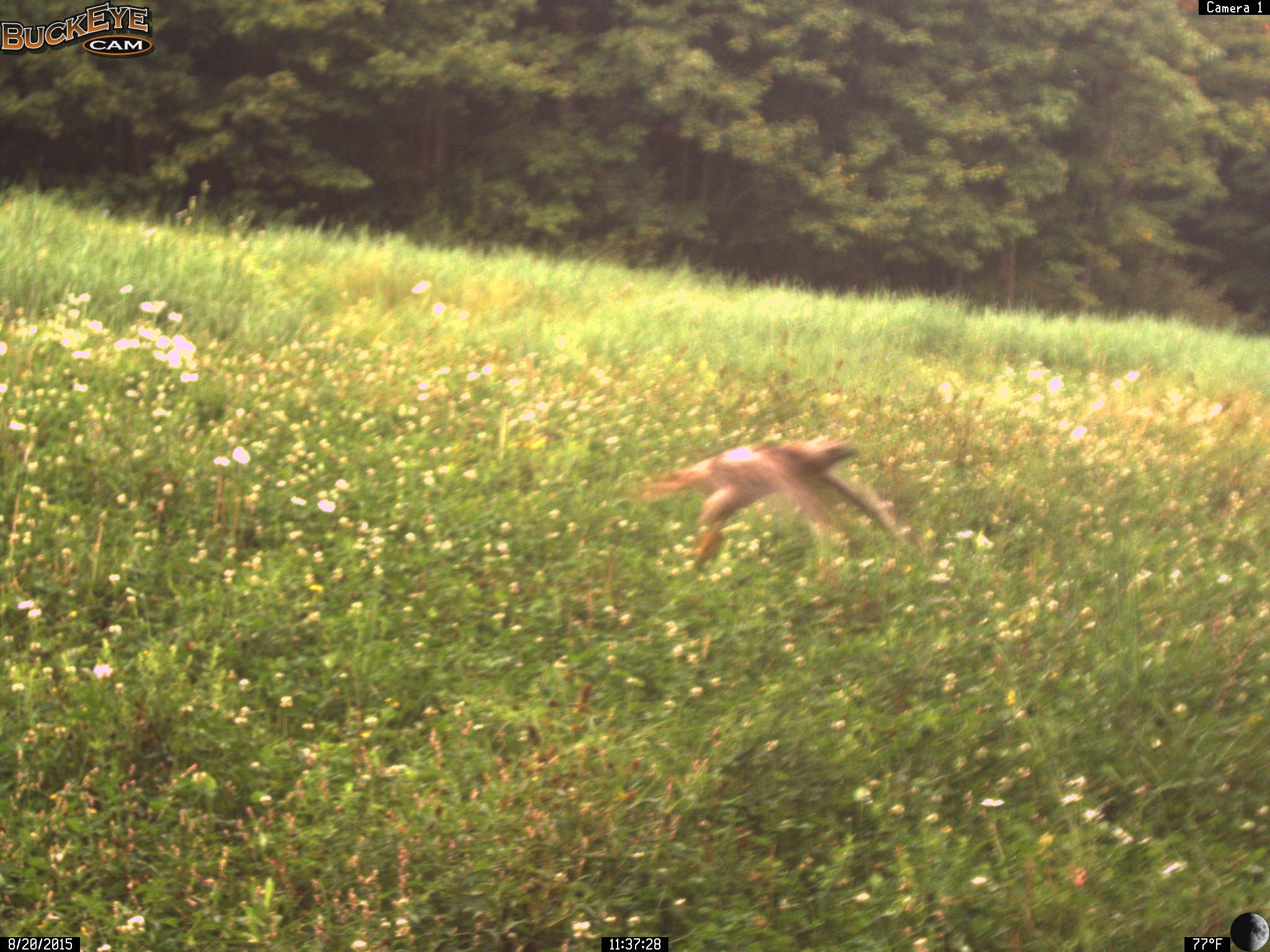 Red tailed hawk flying away with it's catch!