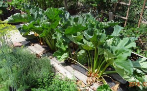 Healthy Rhubarb Plants