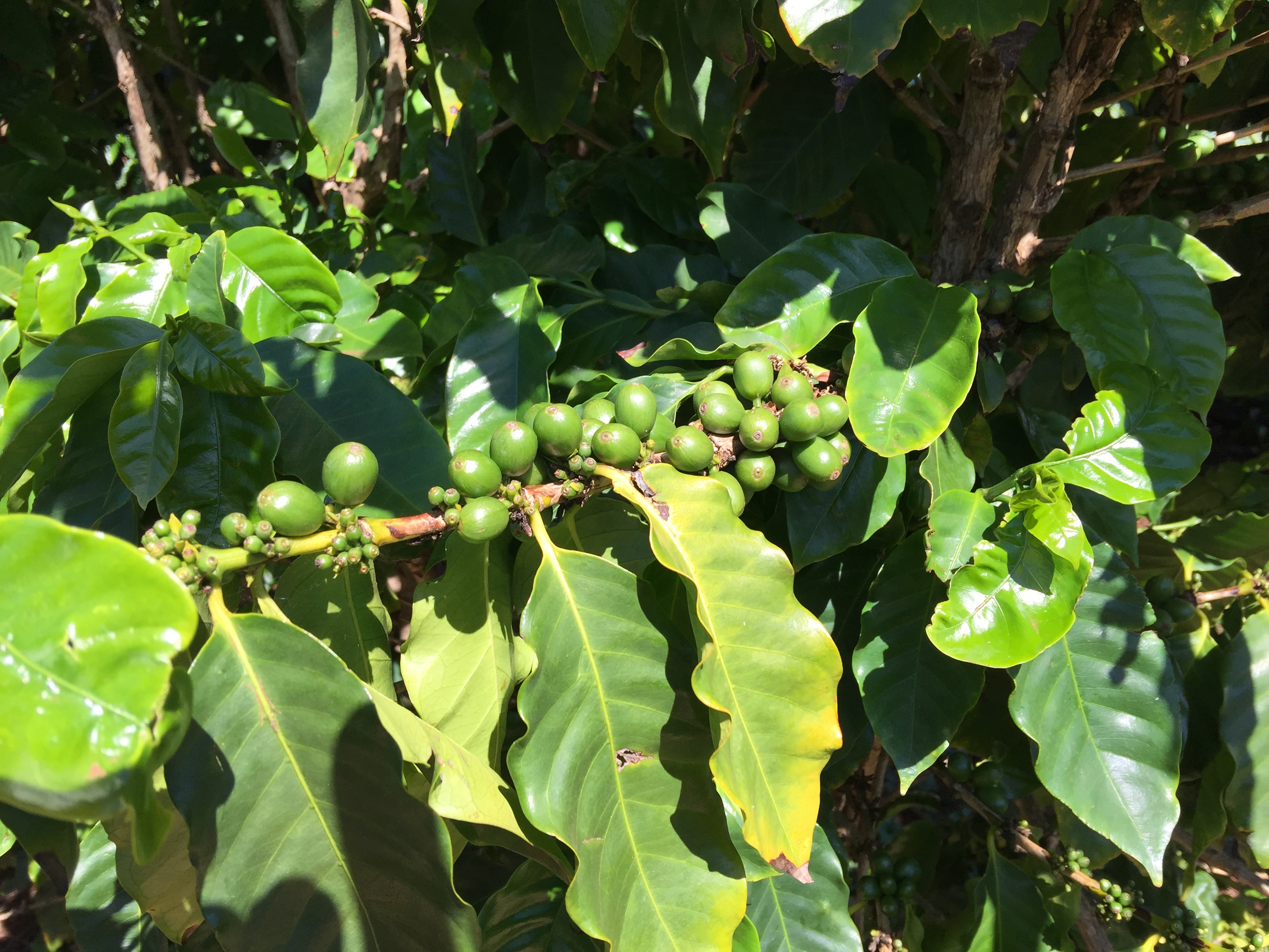 Hawaiian Coffee