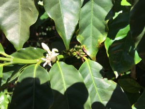 Coffee Flower