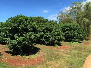 Hawaiian Coffee Trees