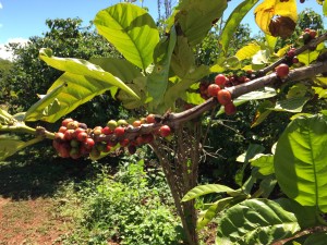 Ripening Coffee Beans