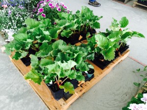 Potted Rhubarb Plants