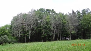 Previously Girdled Trees Ready to Cut