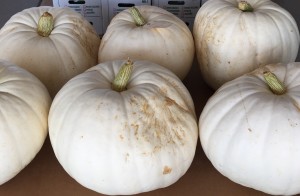 Big White Pumpkins!