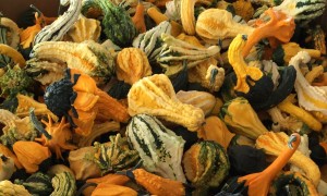 Gourds!