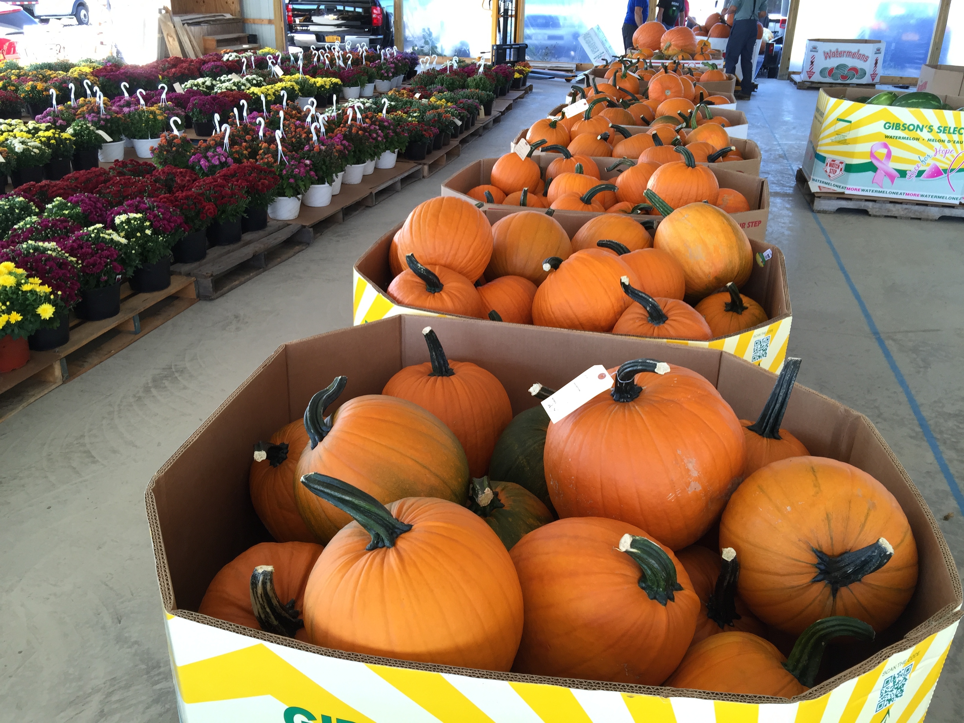 Genesee Valley Produce Auction