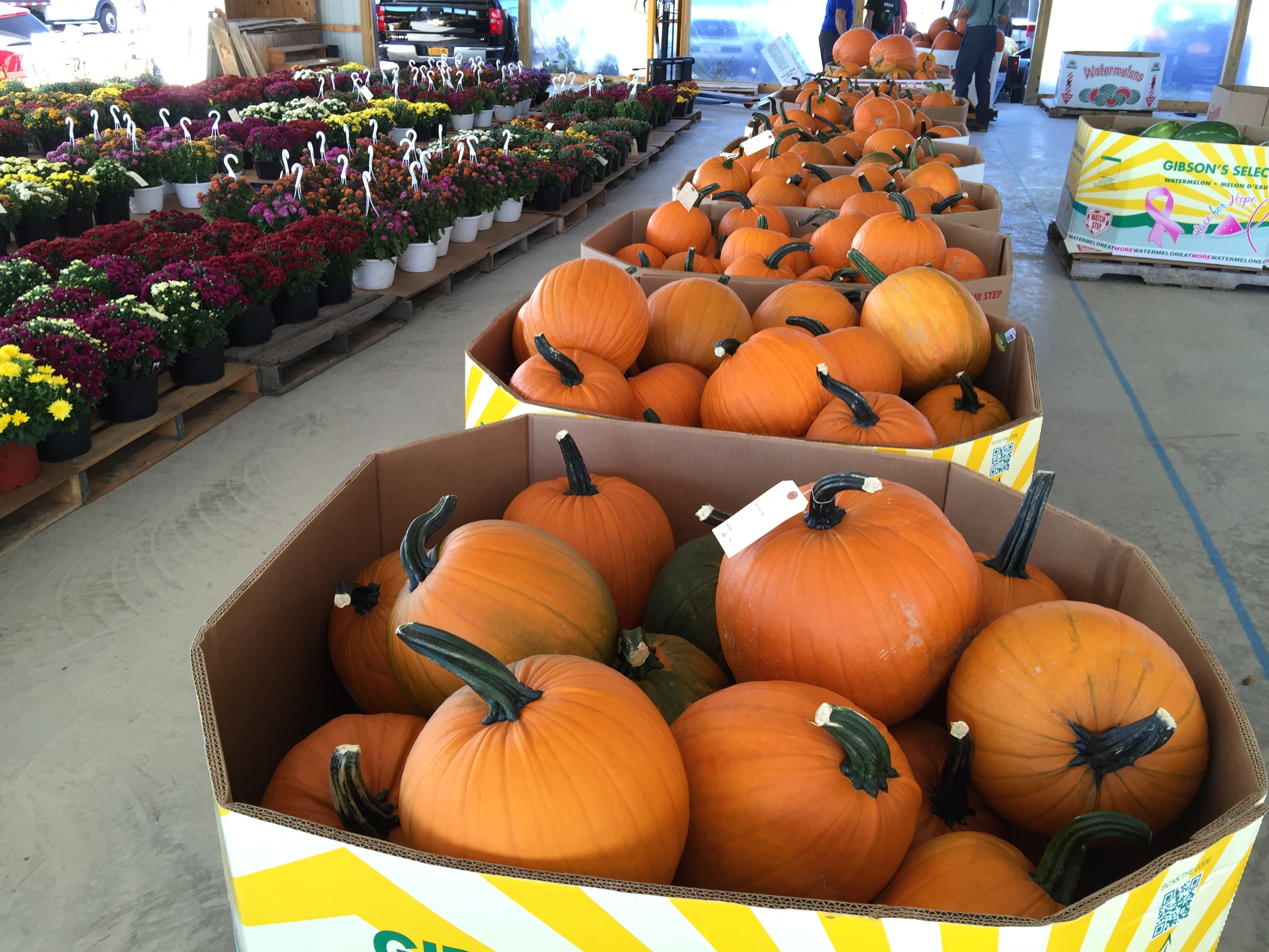 Fall Pumpkins and Flowers!