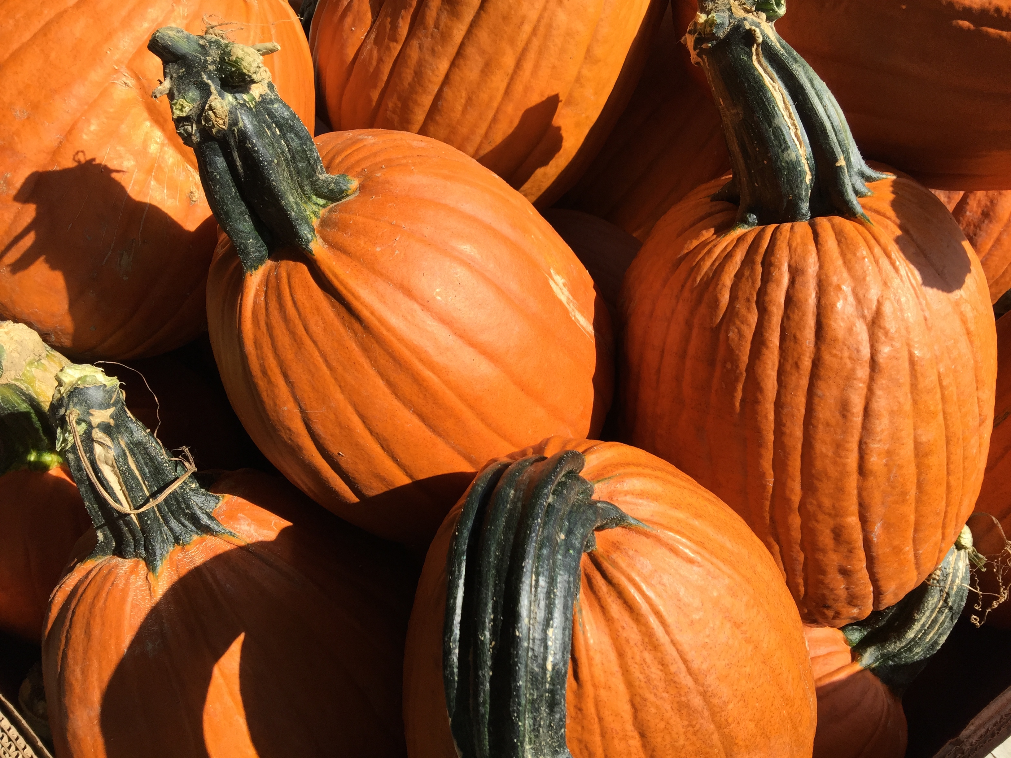 Big Stem Pumpkins!