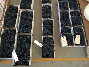 Concord Grapes!