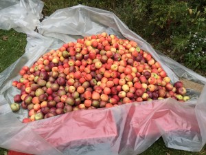 Apples Ready to be Made Into Cider