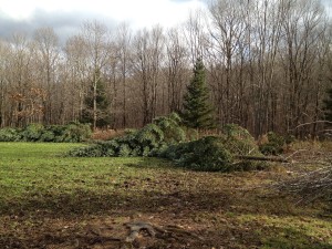 Letting More Light in on Food Plots!