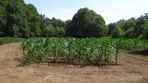 Corn and Soybean Summer Planting