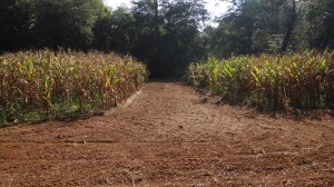 Mature Corn and Preparation for Forb Planting