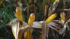 Beautiful Ears of Corn!