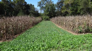 Cool Season Brassicas, Clover, Chicory, Triticale, Turnips & Peas