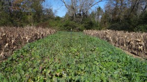 Established Food Plot Ready for the Hunt!