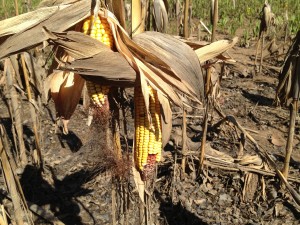 Corn Ears Still on the Stalk in the Spring!