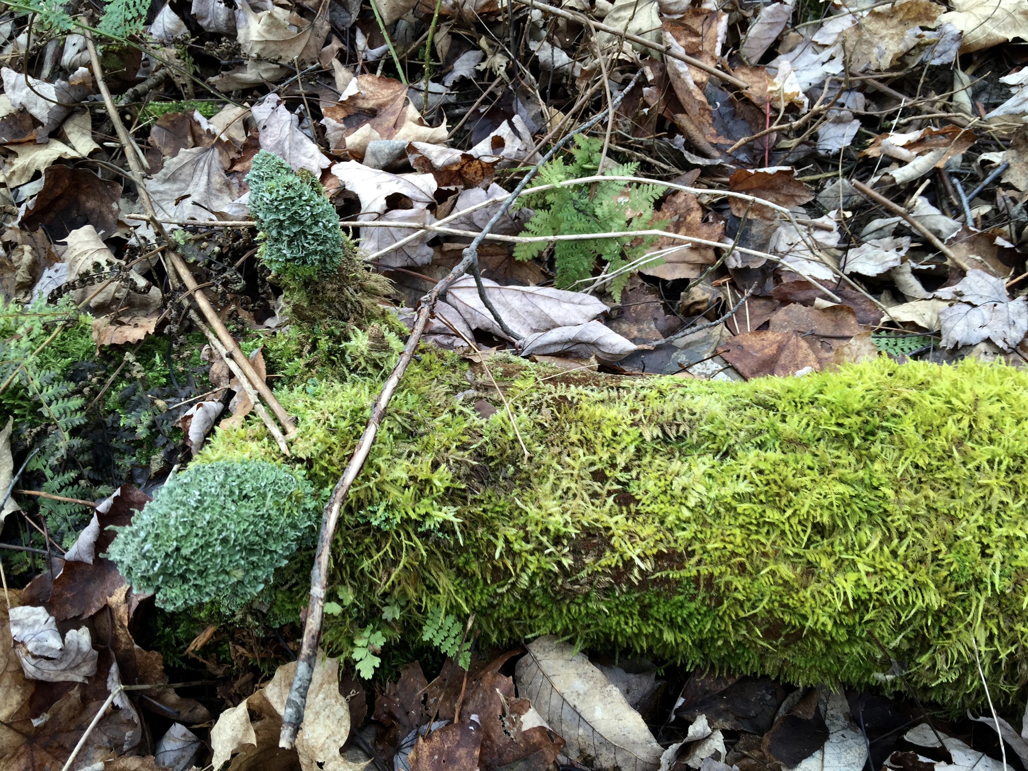 Lichen and Moss