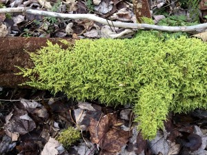 Spreading Moss