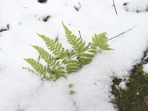 Fern Leaf in the Snow
