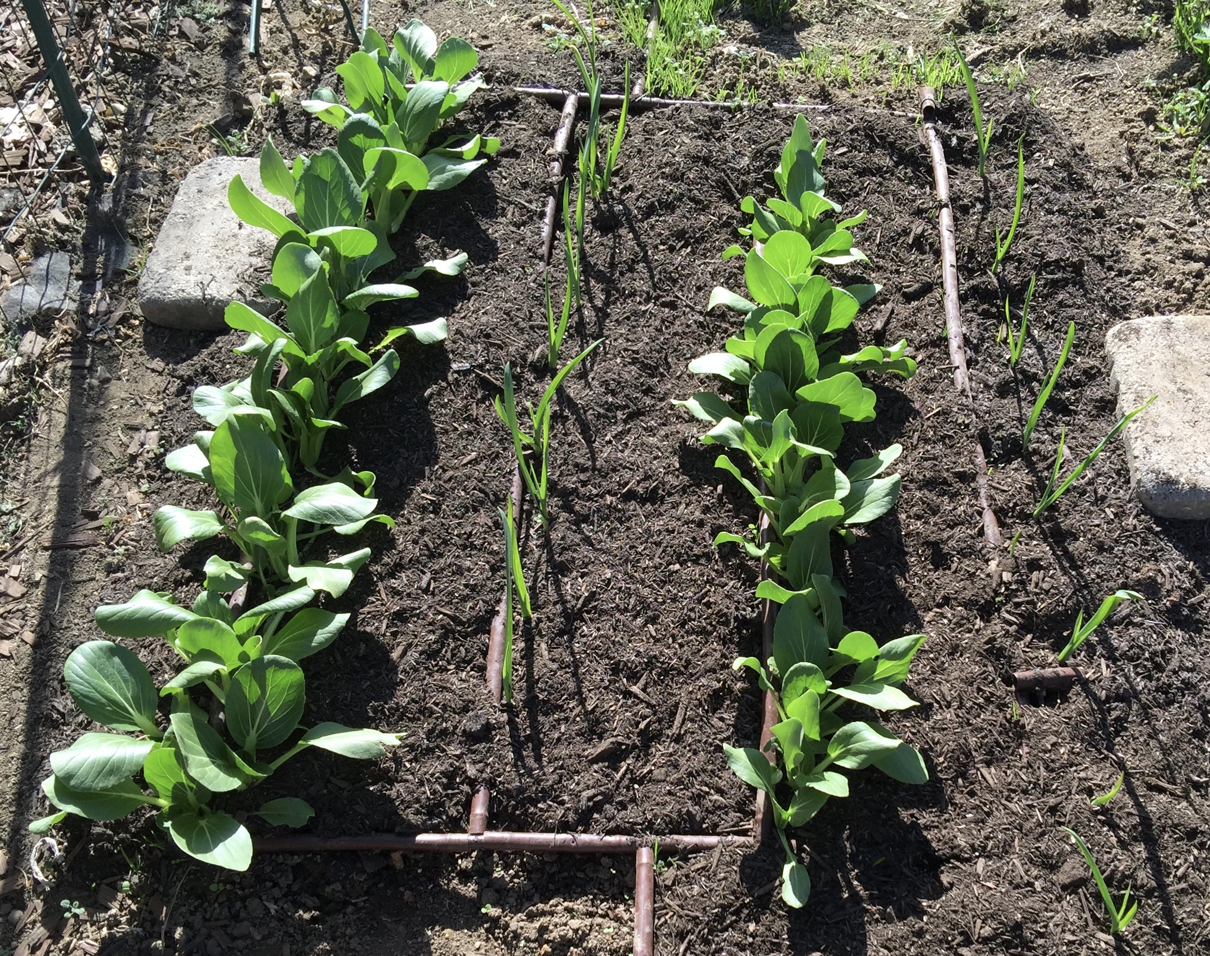 Bok Choi and Garlic