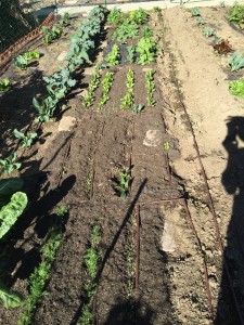 Seedling Blocks with Drip Irrigation