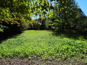 A great location for a turnip & brassica food plot located in a clearing with good sunlight penetration