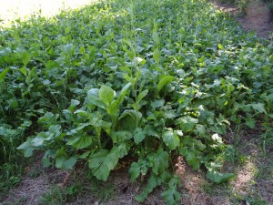 This plot was planted with too much seed resulting in overcrowding and small turnip globes