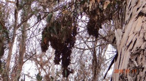 Clusters can be seen hanging along the trail