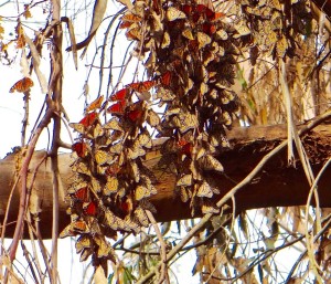 As the temperature warms, the Monarchs stretch their wings