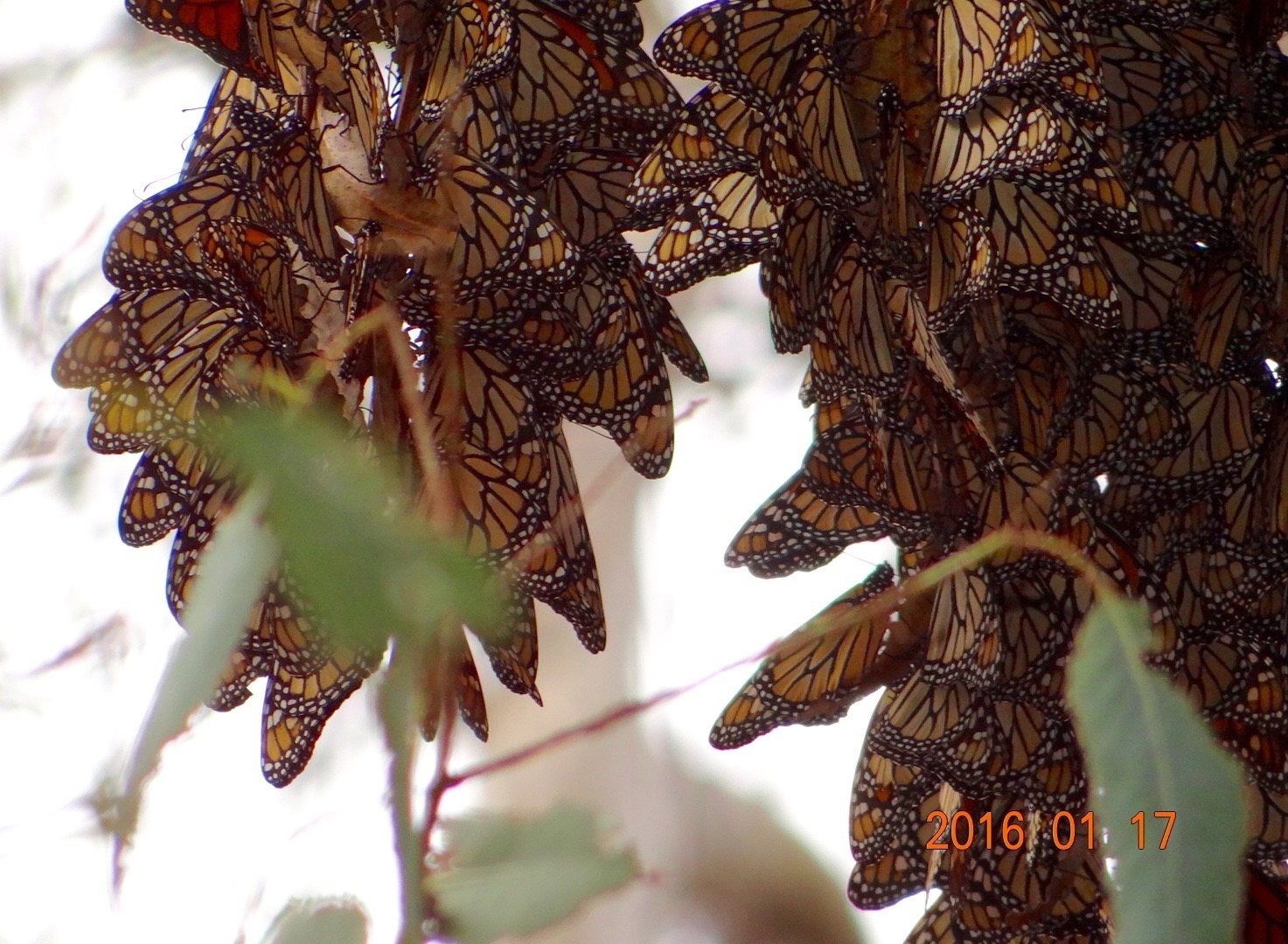 Monarch Butterfly Overwintering Cluster in Goleta, California