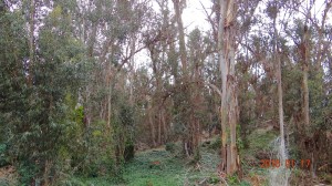 The Eucalyptus Tree Grove