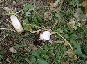 Feeding on Daikon Radishes and Turnips