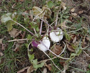 Beginning Feeding on Turnips