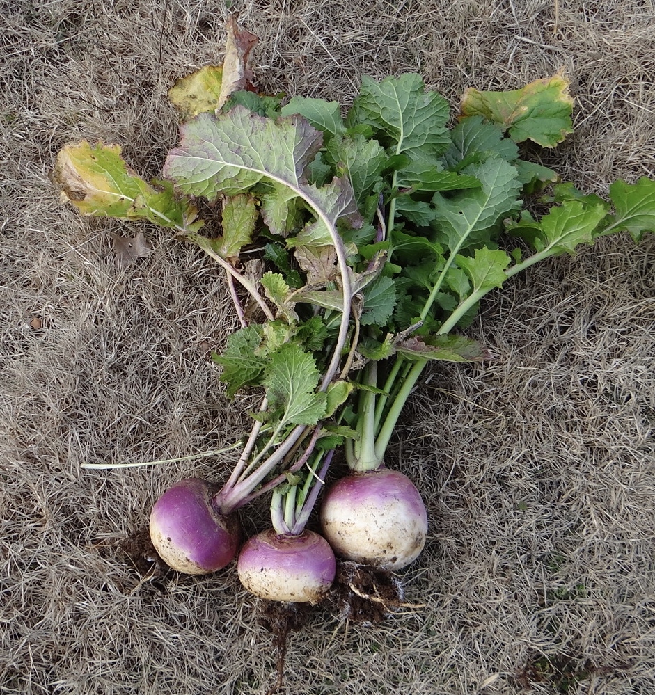 Purple Top White Globe Turnips in New Seedling Clover