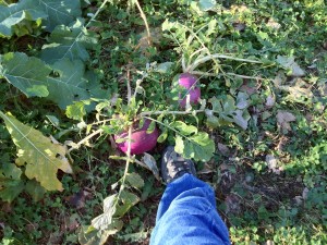 Purple Top White Globe Turnips in New Seedling Clover