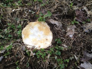 Spring turnip in fall seeded clover eaten to the ground